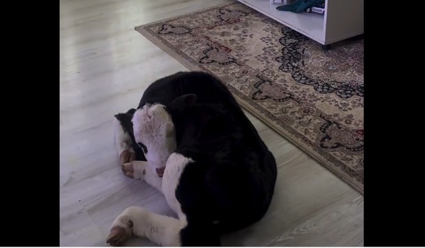 Tele kao kućni ljubimac