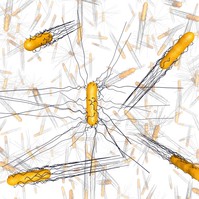 Egy ősi gyilkos épp rezisztenssé válik az antibiotikumokkal szemben – figyelmeztetnek a tudósok