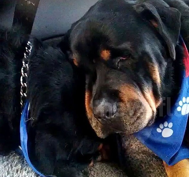 Szívszorító pillanat: Halott testvérét gyászolja a rottweiler (videó) -  Blikk Rúzs