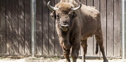 Żubr Plawiant został podwójnym ojcem