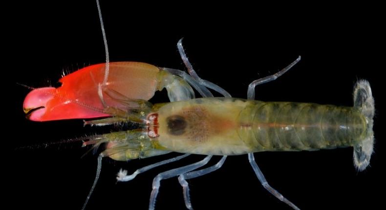 A photograph from Brazil's Federal University of Goias shows the newly-discovered bright pink-clawed pistol shrimp which has been named 'Synalpheus pinkfloydi' after British rock band Pink Floyd