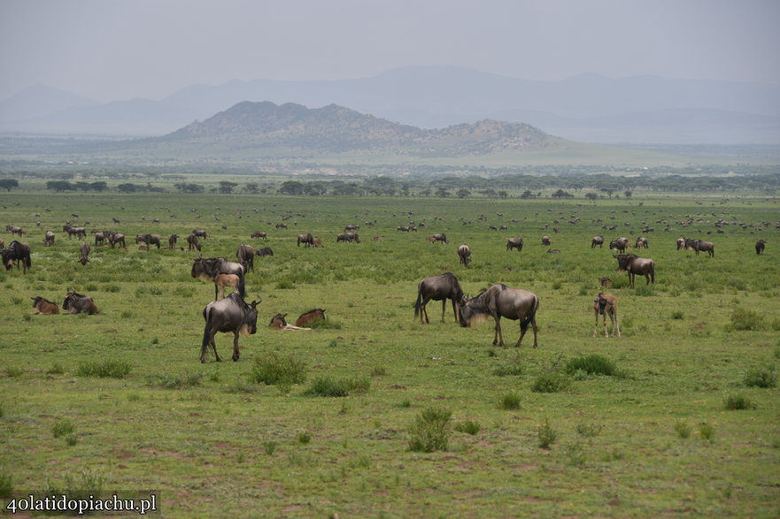 Nasze bociany i ich afrykańscy sąsiedzi podczas zimowania w kraterze Ngorongoro