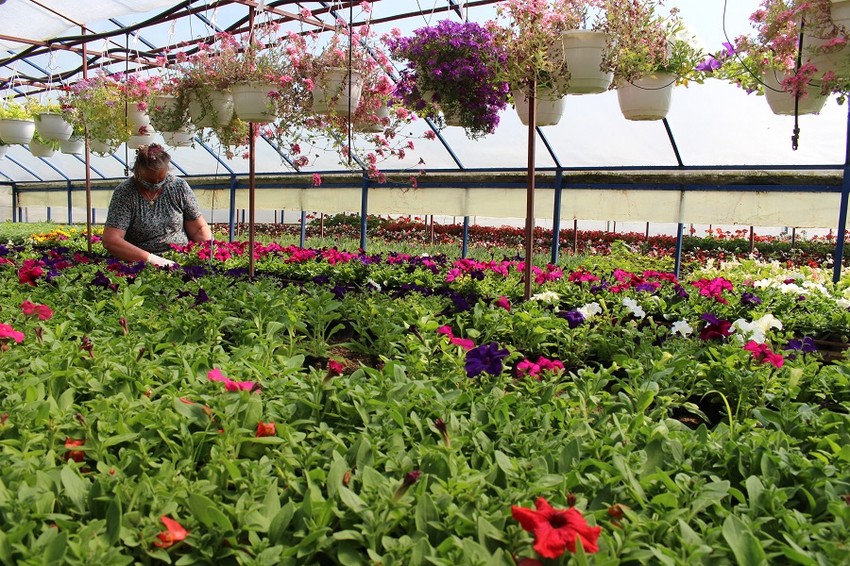 Plastenici u Lijevče polju