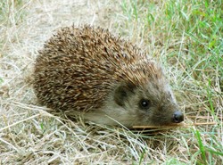 Napaść z... jeżem w ręku