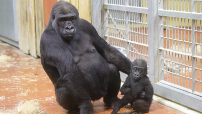 Mikulás-akció az állatkertben: így nézheti meg szinte ingyen akár a gorillákat is