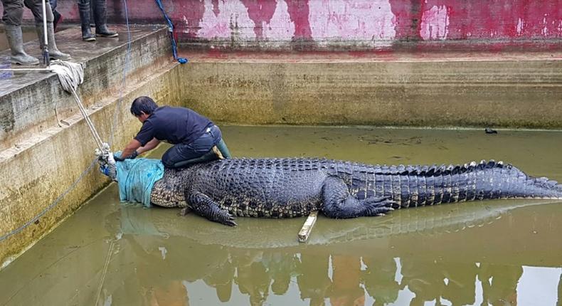 The crocodile, named Merry, killed the head of the pearl farm lab after she fell into its enclosure