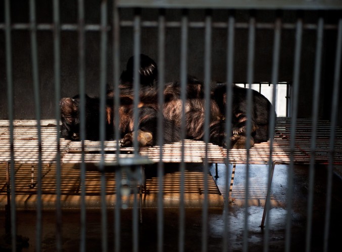 Niedźwiedzie są trzymane w klatkach. Fotoreporterom pozwolono sfotografować proces pozyskiwania żółci