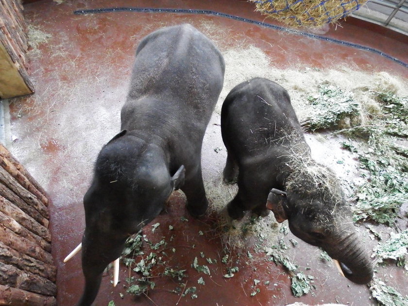 Nowe słonie w chorzowskim zoo