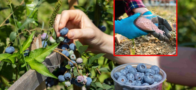 Jak i kiedy nawozić borówkę amerykańską? Szczepionka mikoryzowa zdziała cuda