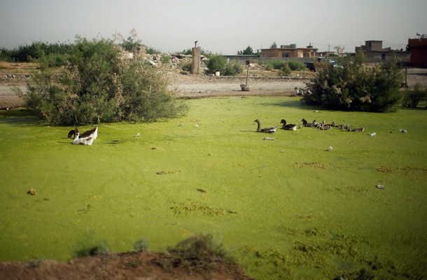 Birds swim at a flooded street in western Mosul