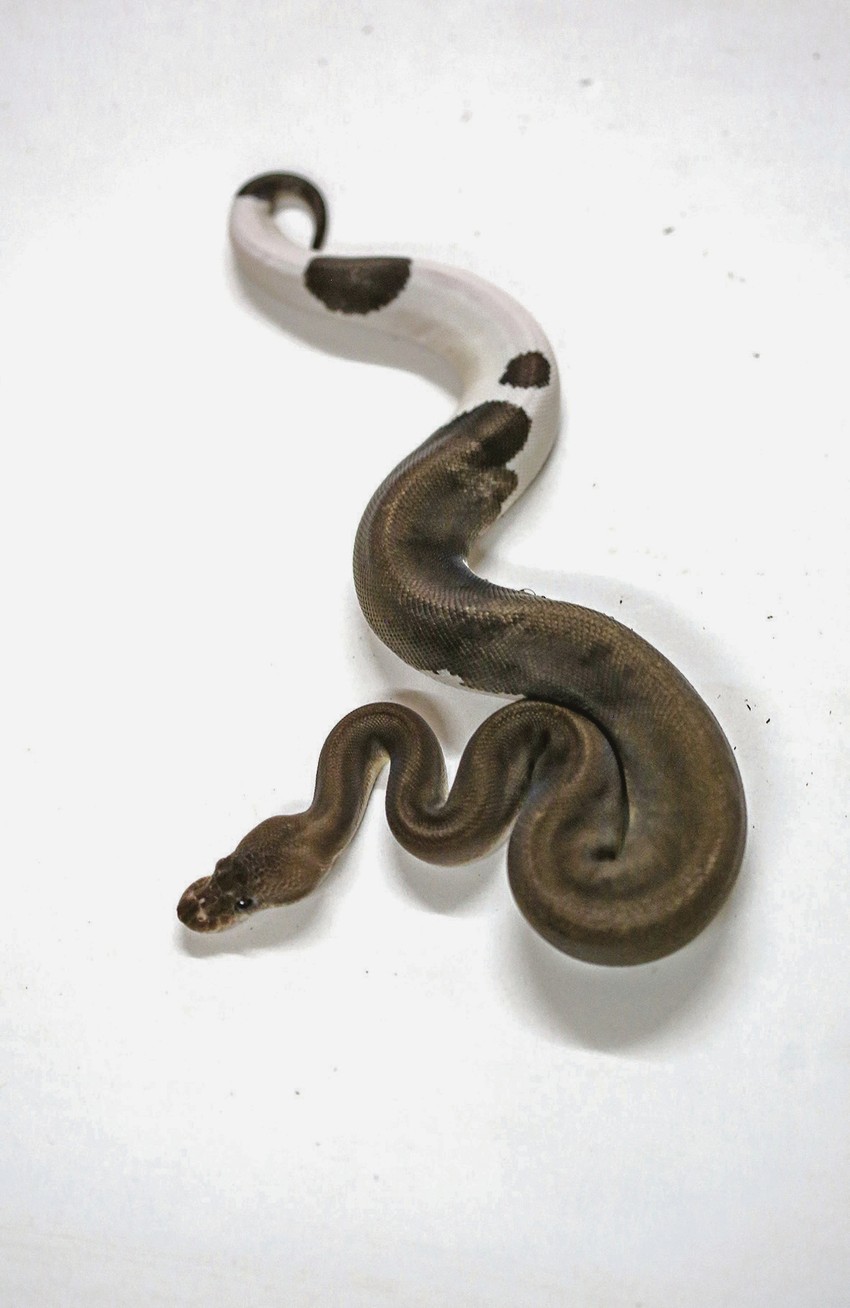 Jačina ugriza zavisi od vilice. Piton ima puno sitnih zuba koji im služe samo kad gutaju da im ne isklizne plen. Njima kači i uvlači plen. Ona te samo stisne i pusti. Sutradan na tom mestu nema ništa, kaže odgajivač zmija