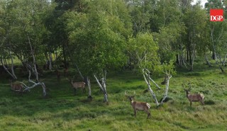 Badanie: drewno to natura, jakość, ale mniej kojarzy się z nowoczesnością