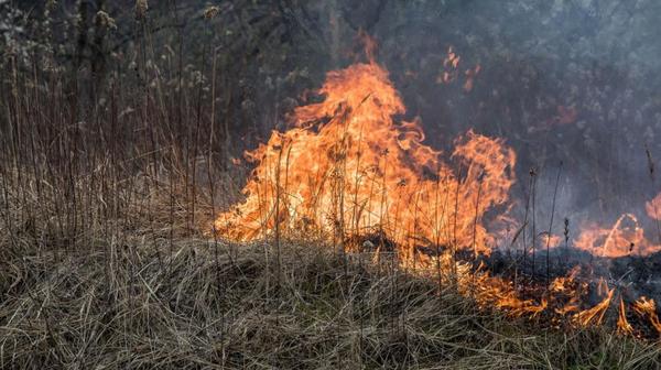 Trudno mówić o jakiejkolwiek kontroli wypalanych traw. W rozprzestrzenianiu ognia kluczową rolę odgrywa wiatr. Gdy gwałtownie zmienia kierunek, pożary bardzo często wymykają się spod kontroli.