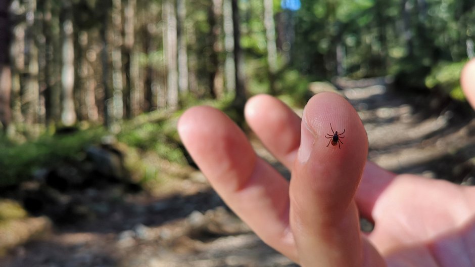 Nie tylko kleszcze. Uważaj na te owady! Są niebezpieczne