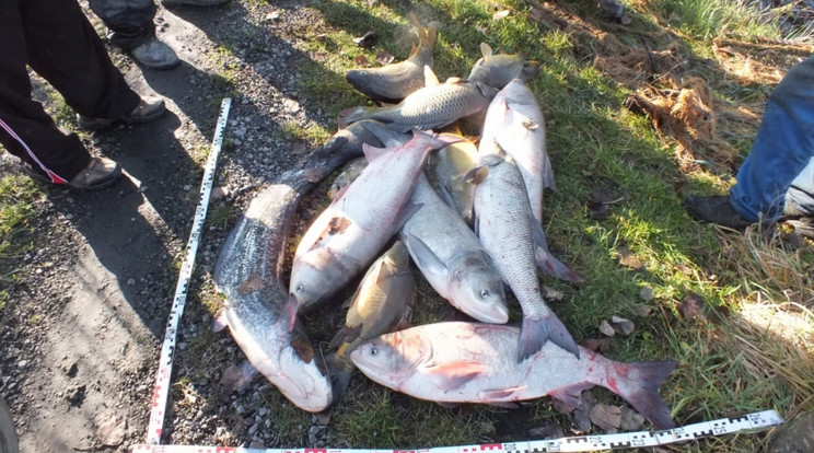 A lefoglalt 110 kiló hal egy kis része / Fotó: police.hu