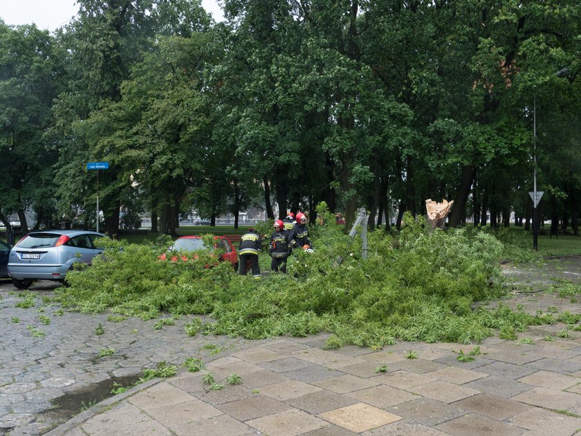 Powalone drzewo zniszczyło samochód na ul. Targowej w Łodzi