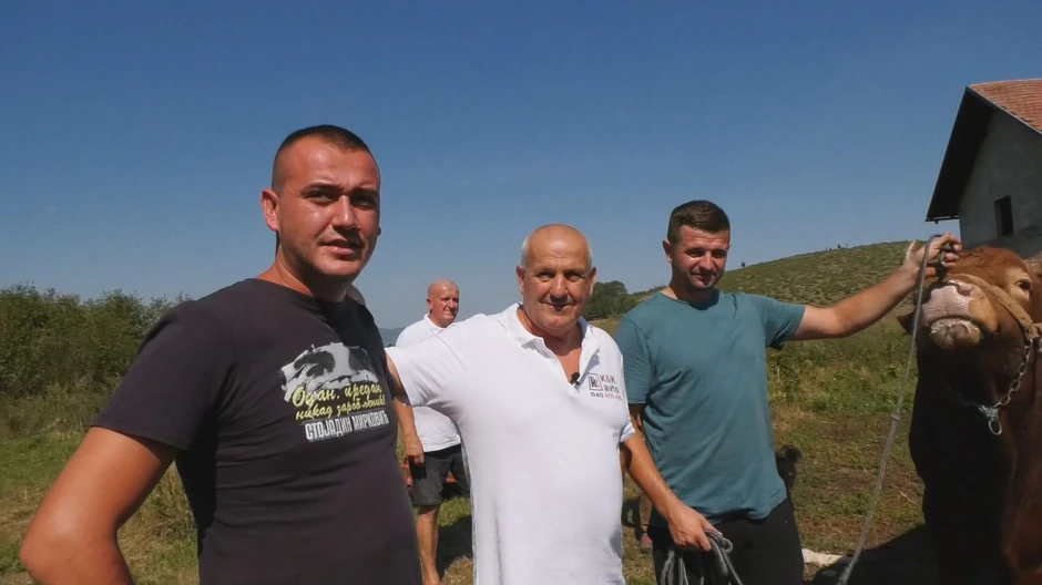 Jedinstvena volovska korida na Manjači