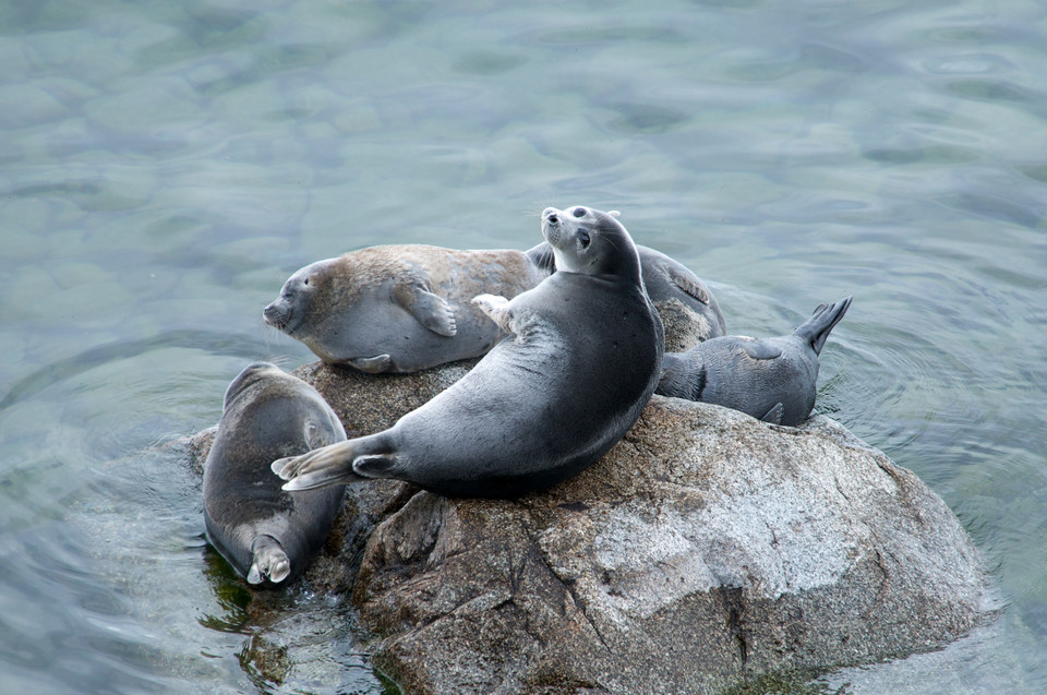 Nerpy - foki mieszkające tylko w jeziorze Bajkał