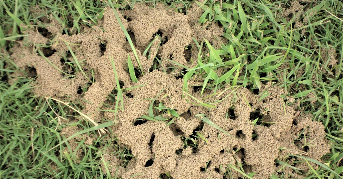 Jak zwalczyć mrówki w ogrodzie? Wystarczy ta prosta, domowa mikstura, która działa błyskawicznie!