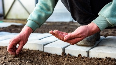 co siać w marcu na rozsadę i do gruntu? od wysiewu tych kwiatów i warzyw warto zacząć sezon 2026