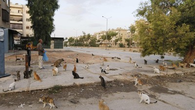 Cats that Alaa, an ambulance driver, feeds everyday in Masaken Hanano rest along a street in Aleppo