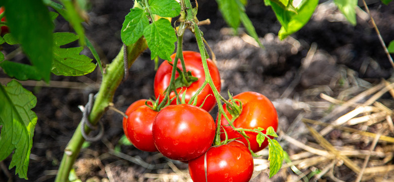 Podlewaj tym pomidory, a obficie zaowocują. Potrzebujesz dwóch składników