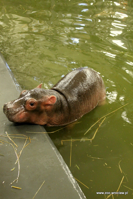 Mały hipopotam nową atrakcją zoo we Wrocławiu