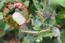 Rozpuść w wodzie i spryskaj bukszpan. Ćma bukszpanowa się wyniesie, a gołożery znikną