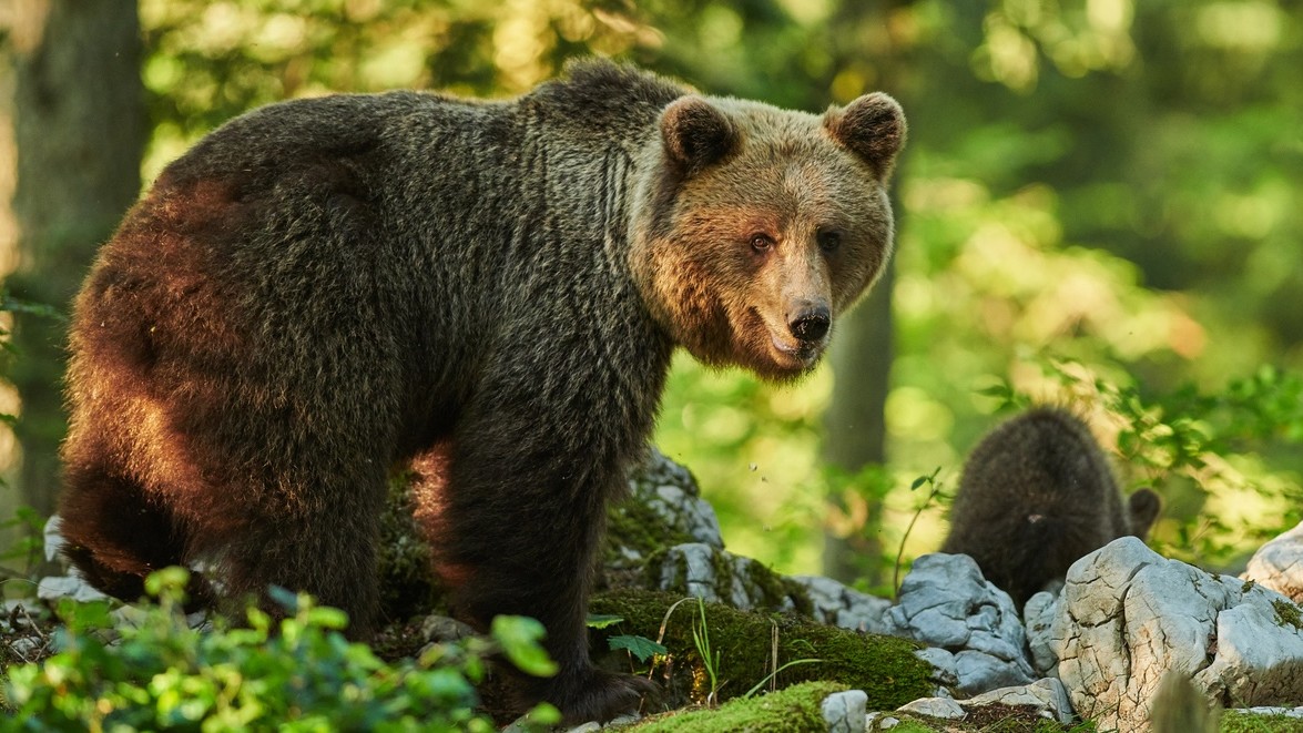 ŠOP SR upozorňuje aj na začiatok medvedej ruje.(ilustračné foto)