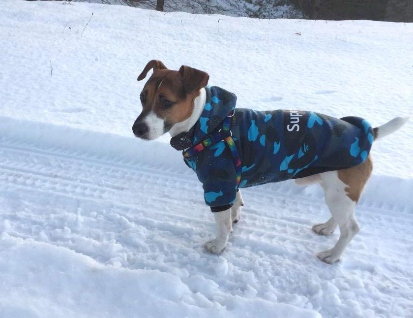 Malutki terrier uratował tonącego ciężkiego Kokosa!