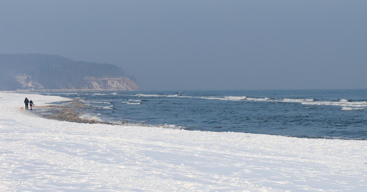 Masowe zgony ptaków na trójmiejskich plażach