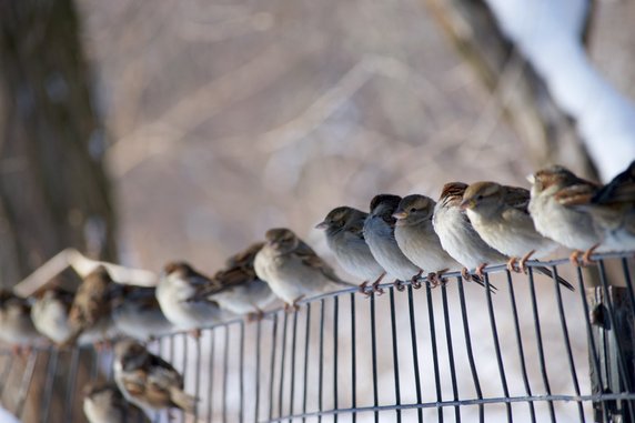 Łódź zaprasza ptaki. W całym mieście powieszą 600 budek lęgowych