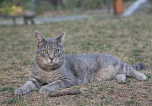 Mačka - ilustracija