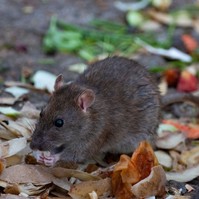 Mennyire fertőz a patkányürülék? Az orvos válaszol
