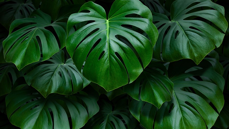 Monstera - Adobe Stock - Roberto