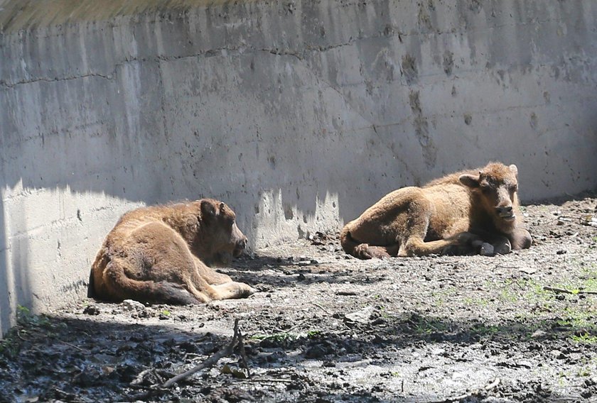 To urodziło się w ZOO