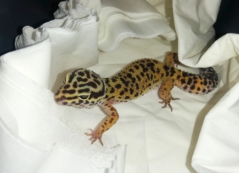 Niecodzienny gość odwiedził mieszkańca stołecznego Wilanowa