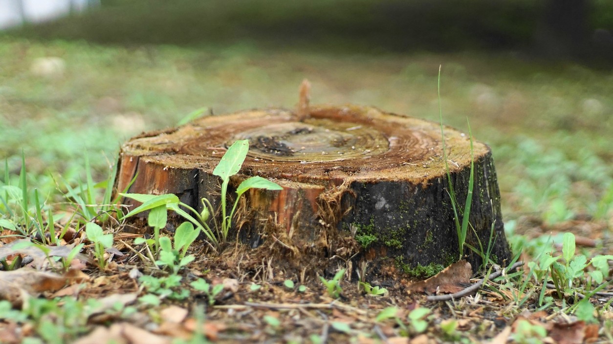 Zbavte sa pňa bez kopania. Tento trik funguje prekvapivo rýchlo.