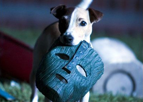 Jack Russell Terrier - gwiazda wśród psów - Plejada.pl