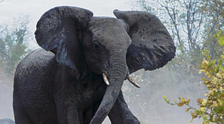 18 hiénával küzdött az elefántmama