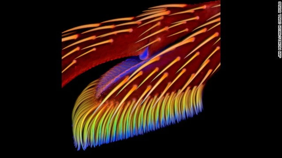 Jan Mišels - lepljivo dno prednje noge bubamare (Coccinella septempunctata)