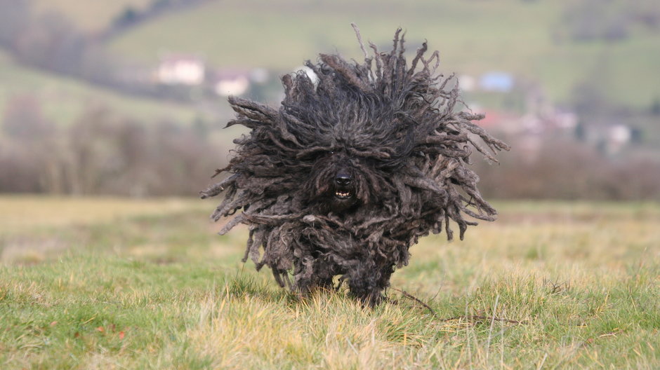 Puli ma bardzo charakterystyczny wygląd - Dogs/stock.adobe.com