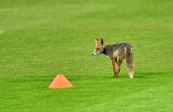 Lis trenował z kadrowiczami Adama Nawałki. Polacy szlifują grę w obronie