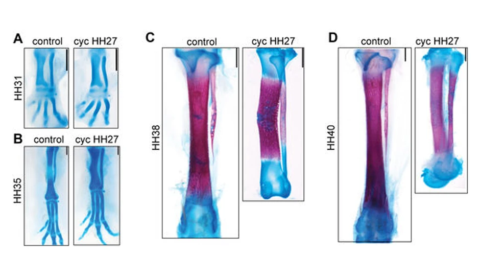 Kako se menjao izgled kosti