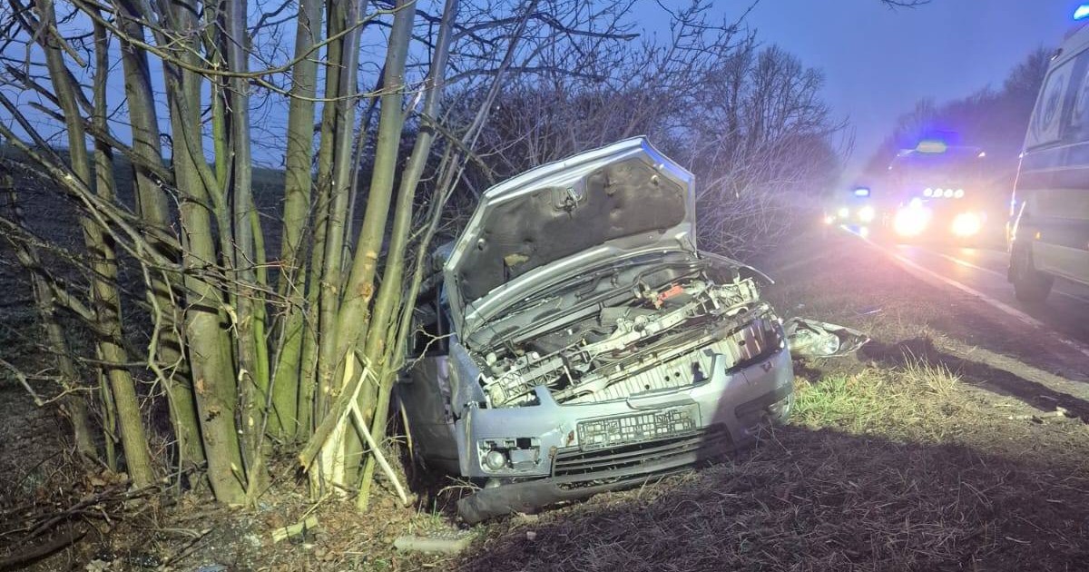 Borsuk na drodze – trzy ofiary w tragicznym wypadku