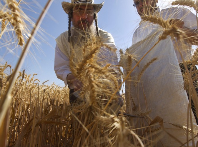 Żydowskie święto Szawuot