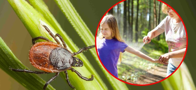 Jak się chronić przed kleszczami? Ten środek na kleszcze na pewno masz w domu. Tych ziół kleszcze nie znoszą