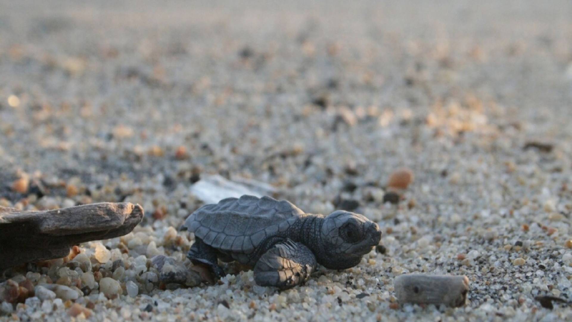 Korytnačky stratili najväčšieho nepriateľa, vďaka koronavírusu sa vrátili na známe pláže