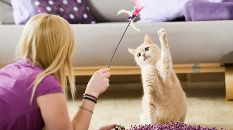 A szakértők szerint többet kellene játszani a cicánkkal, mint napi egy alkalom / Fotó: Shutterstock