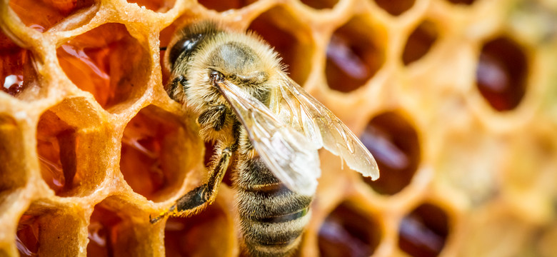 Nie żyje mężczyzna użądlony przez pszczołę. GIS ostrzega przed niebezpieczeństwem